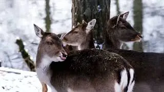 Wildlife Safari Animals  Free Nature animals Videos
