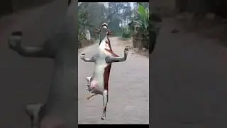 cow dance #cow #cowsong #animal #cowdance. 54 lakh views