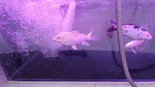 Koi play water 2022 04 02