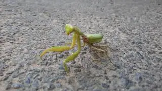 Нашел богомола