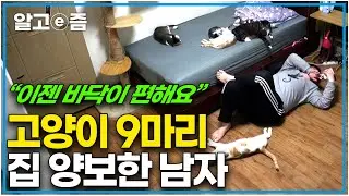 "고양이 안 키우려 했는데... 이제는 9마리 고양이의 집 가사 됐죠" 어쩔 수 없이 고양이와 함께 살기로 한 남자의 집, 어느새 9마리의 집사가 되었다｜고양이를 부탁해｜알고e즘