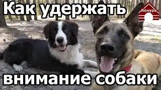 237. Собака не обращает внимания на улице? Как удержать внимание собаки на прогулке?