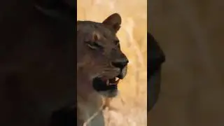 Bull Elephant Forces Lions Out of Territory! 