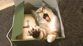 Funny animals - Funny cats and dogs - Funny animal videos 2024🤣