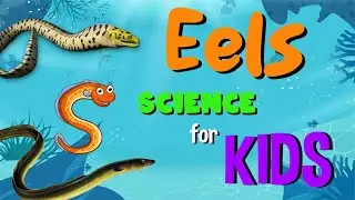 Eels | Science for Kids
