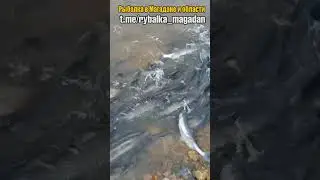 Горбуша прет дуром!!!  Ловим руками, удочки больше не нужны. Магадан