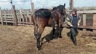 У лошадей все получилось