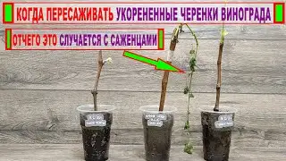 🍇 Даже НЕ ДУМАЙ пересаживать УКОРЕНЕННЫЕ ЧЕРЕНКИ ВИНОГРАДА в грунт пока не узнаешь ЭТО.