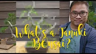 How to create beautiful Bonsai for less than a McDonald's meal using the Tanuki Technique