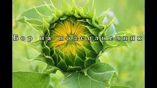 Применение Агрогумат +7 Бор на подсолнечнике