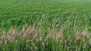 Просветление. Сатсанг в траве 15.07.16. Как просветлеть. Как стать просветленным.Как полюбить себя