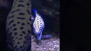 Леопардовая мурена