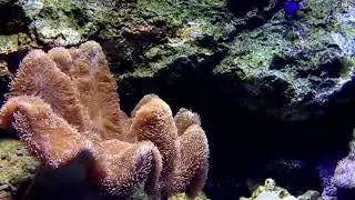 Relaxing Music With Underwater mind, stress reliever, meditation #shorts #asmr #nature