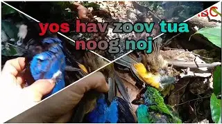 yos hav zoov tua noog ci noj txim qhab heev | hmoob ABC