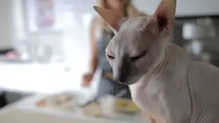 Сфинкс Суслик и Сернурская рикотта
