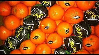 Апельсины. гр. ПРАЗДНИКЪ