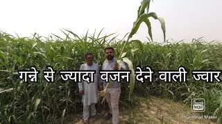60 दिन में आप ज्वार को कैसे 8 feet तैयार कर सकते हो? || future farming India