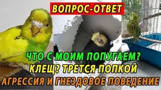 ВОПРОС ОТВЕТ | КЛЕЩ У ПОПУГАЯ | АГРЕССИЯ И ГНЕЗДОВОЕ ПОВЕДЕНИЕ | ТРЕТСЯ ПОПКОЙ