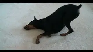 Goofing Dobermans