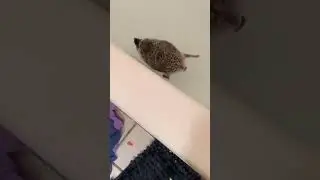 Ежик плавает в ванне