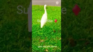 Beautiful white heron shorts | With red wattled lapwing bird sound
