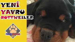 YENİ YAVRU ROTTWEILER - KÖPEKLER VE ÇOCUKLAR