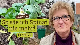 Sowing spinach: Never again this way, only the way it used to be!