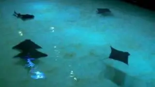Shark, Fish, & Stingray Pond