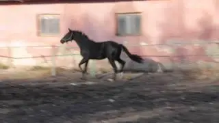 Продам. Жеребец. Холл (УВП, 2012 г.р.)