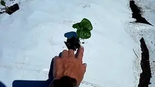Маленький, но важный нюанс при посадке клубники на плёнку.