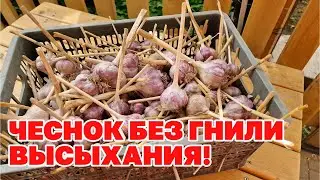 КАК ХРАНИТЬ ЧЕСНОК  ГОД не ГНИЕТ не СОХНЕТ ЗАСЫПАЮ ДРЕНАЖ  СПОСОБ ПРОЩЕ ПРОСТОГО 
