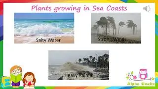 Adaptations in Plants Growing in Sea Coasts - Module 2.6  (Chapter 1 - Olympiad Class 4 Science)