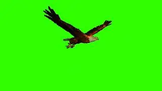 Green Screen Animation - 3D Eagle (COPYRIGHT FREE)