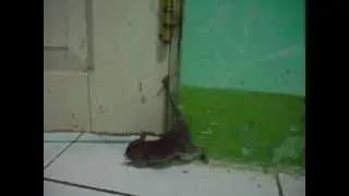 Adegan Lucu Tikus Ketika Ekornya  Terjepit Pintu (BN)