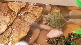 My Turtle Tank Setup