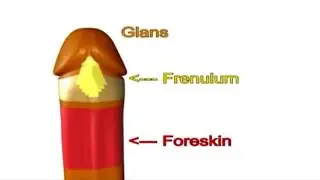 Foreskin in Motion