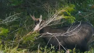 Bush TV - Chamois