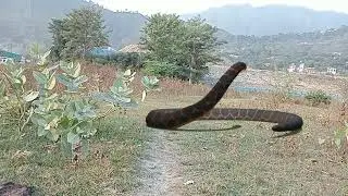 ANACONDA SNAKE 🐍 REAL LIFE VIRAL VFX SNACK GREEN SCREEN 