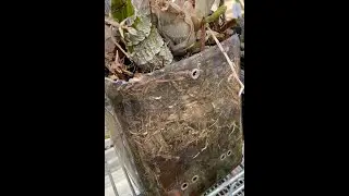 How to repot Catasetum- PET Method