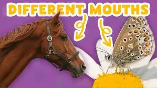 What's the difference between a horse's mouth and a butterfly's mouth? | JOYful Moments