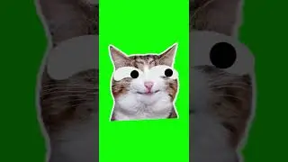 Meme cat greenscreen 