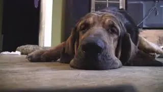 Duke the  Bloodhound a Gentle Giant.
