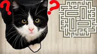 Невидимый лабиринт для котов. Кто сможет пройти?