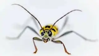 Chlorophorus পোকামাকড়