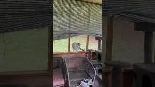 Cat Experiencing The Outdoor Life