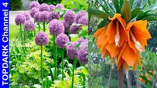 10 Bulbous plants that bloom in spring