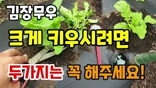 김장무우 크게 키우시려면 두가지는 꼭 해주세요 무우솎는방법 웃거름 무우재배방법