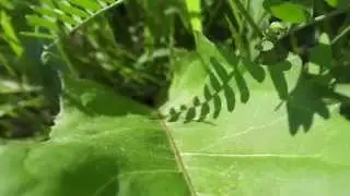 Sony RX100 IV Slow Motion