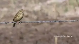 An Immature American Pipit Tries to Catch Insects the Easy Way