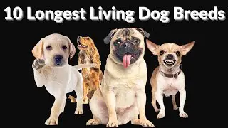 10 Longest Living Dog Breeds
